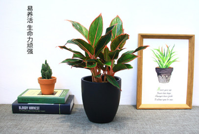 西安寫字樓綠植租|西安碧盛園藝13002920517